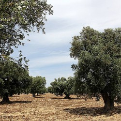 CATALDO/ UN SANTO PER LA TARANTO DI OGGI