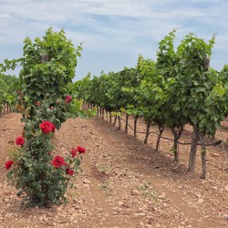 Vendemmia Verde | Per aiutare il mercato vitivinicolo con una buona pratica agricola