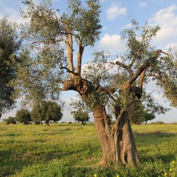 Weekend a Martina Franca/Tutta nostra la città tra fiori, musica e bellezza